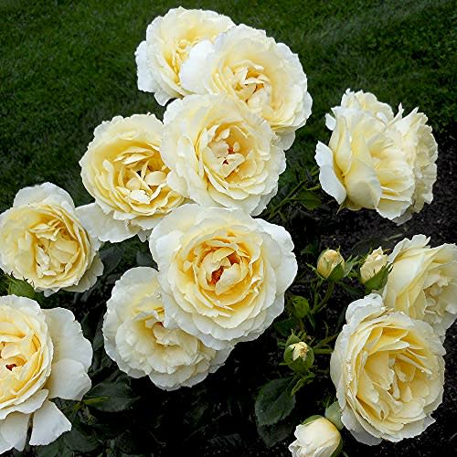 Heirloom Roses English Rose Plant - Irish Hope™ Live Yellow Rose Bush for Outdoor Planting