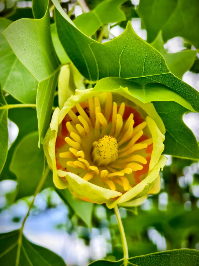 I saw it bloom for the first time.