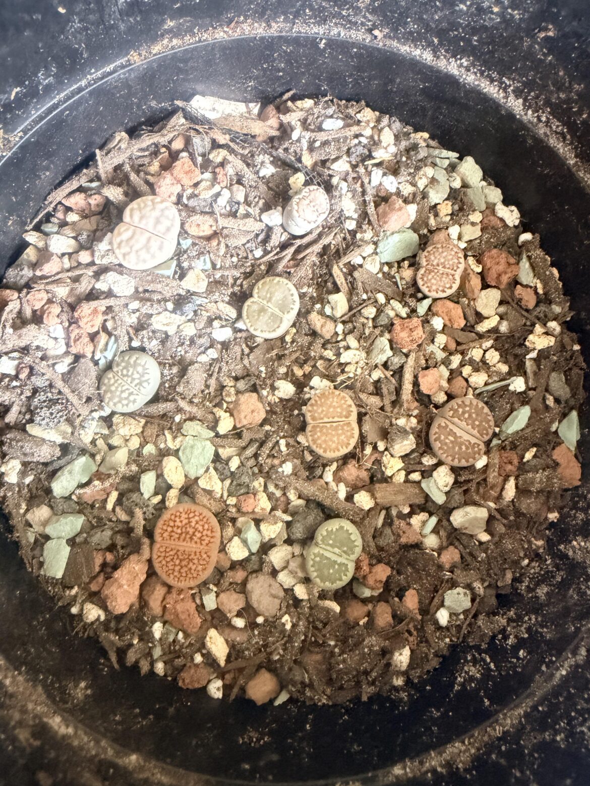 Should these be watered??