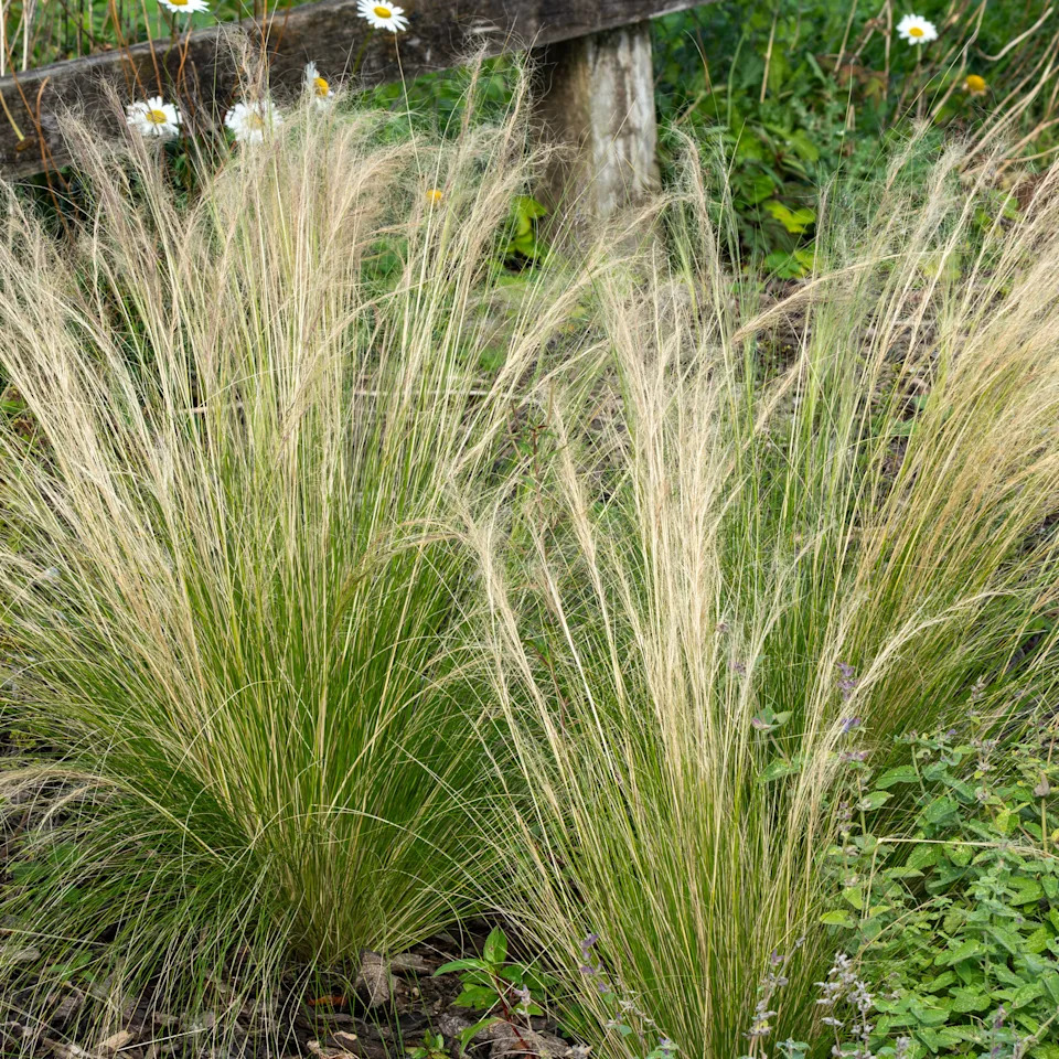 Mexican feather grass
