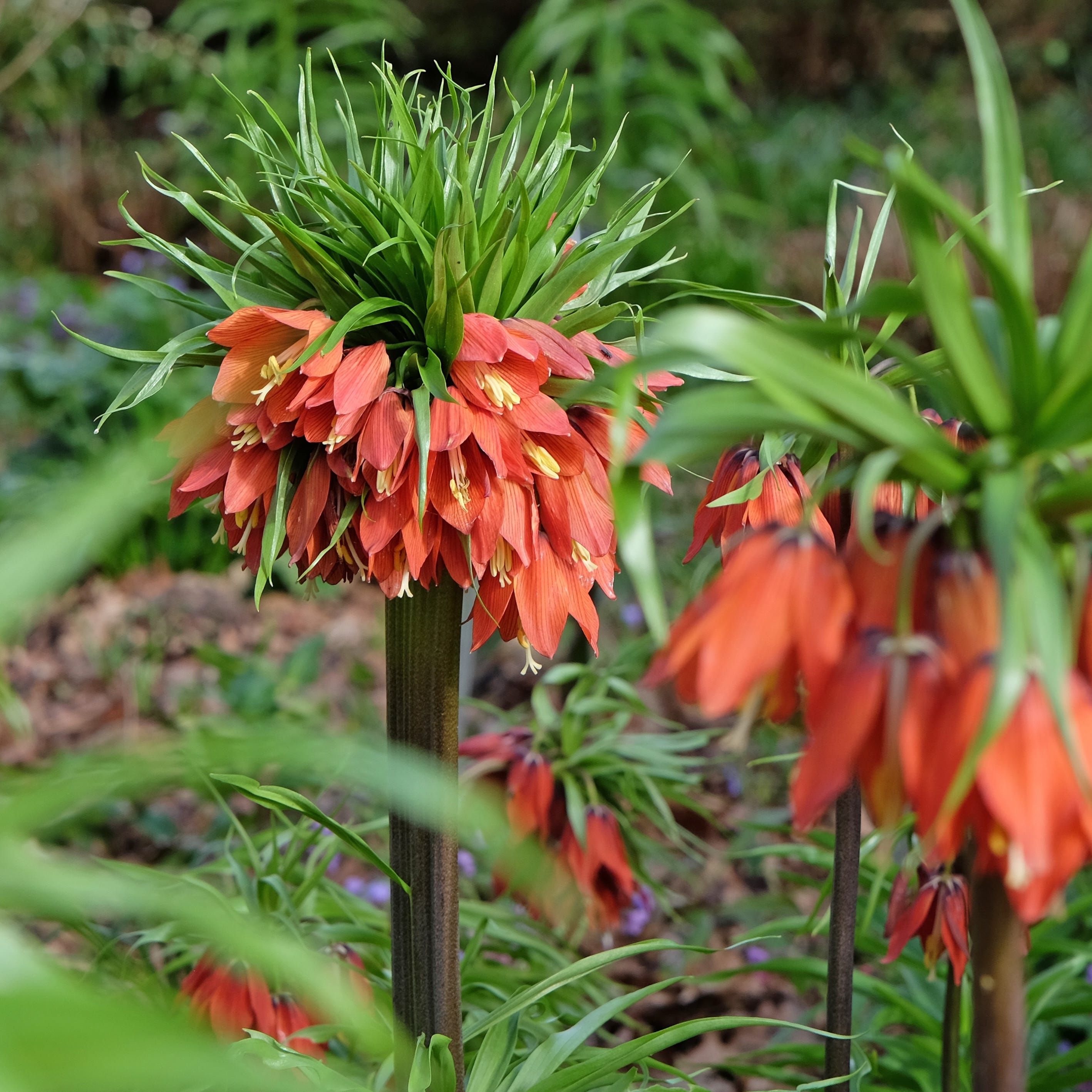 red and orange fritillaria imperialis, crown imperial 'red beauty' in flower in flower.