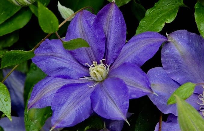 Clematis