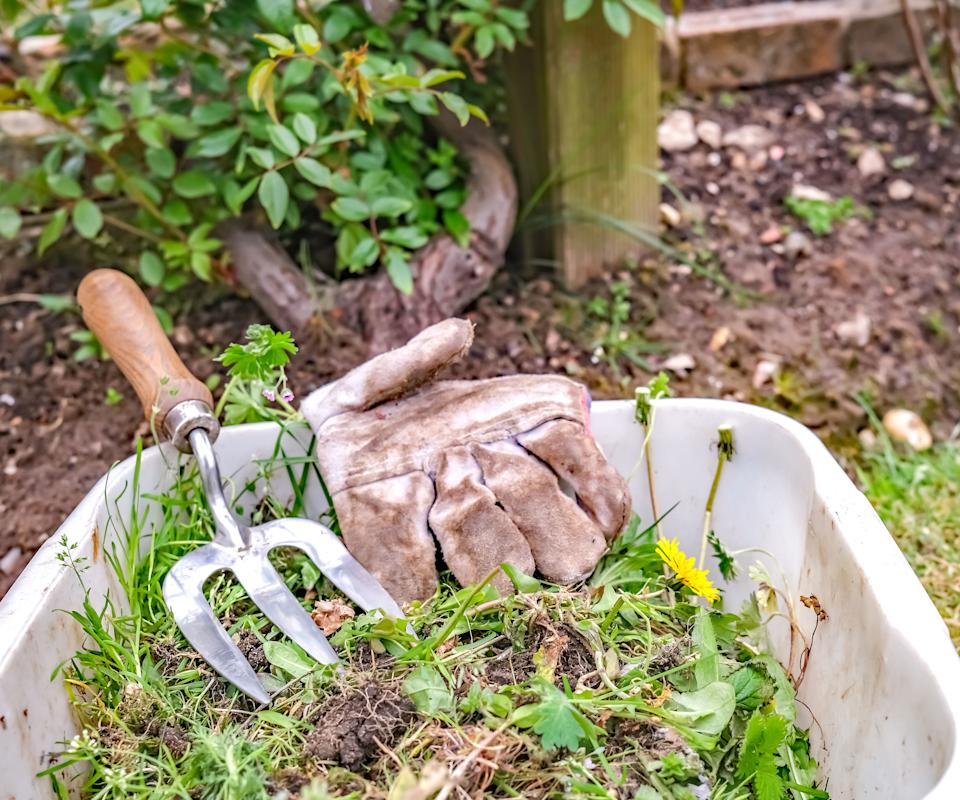 weeds and garden fork and glove in wheelbarrow