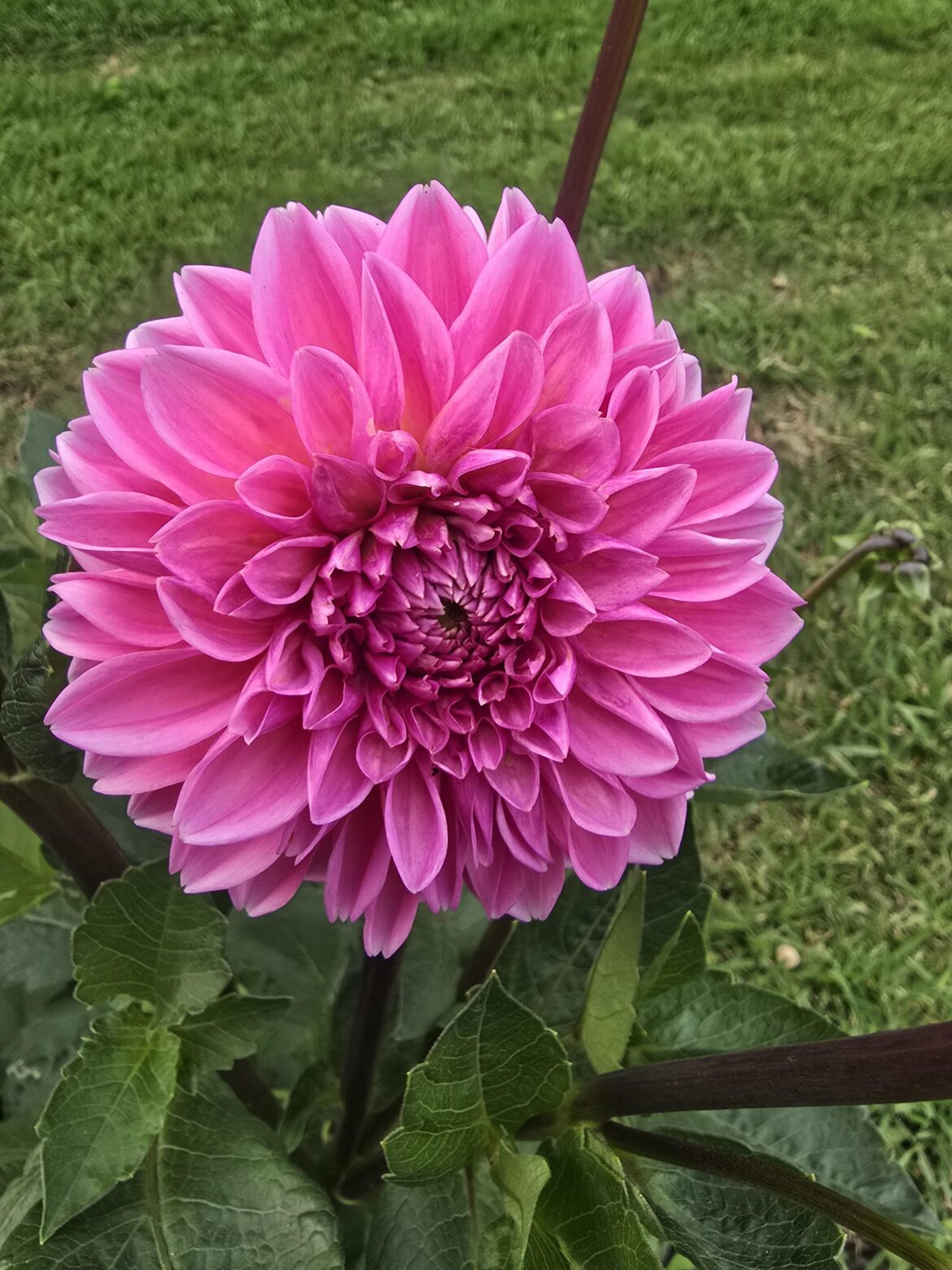 Dahlia