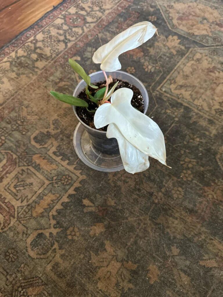 Scored this cutie for $8 today!