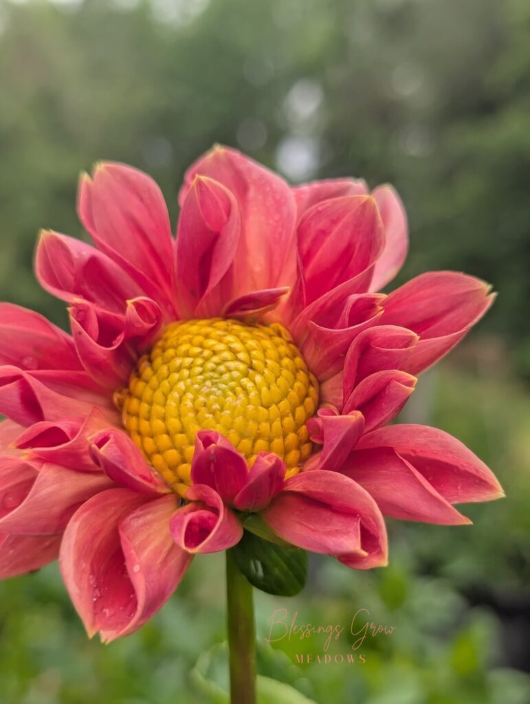 First to bloom.of 2026! And still, unnamed! I love the two toned petals.