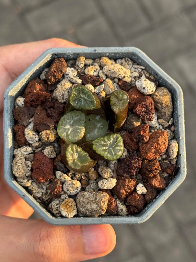 Two of my recent favorites