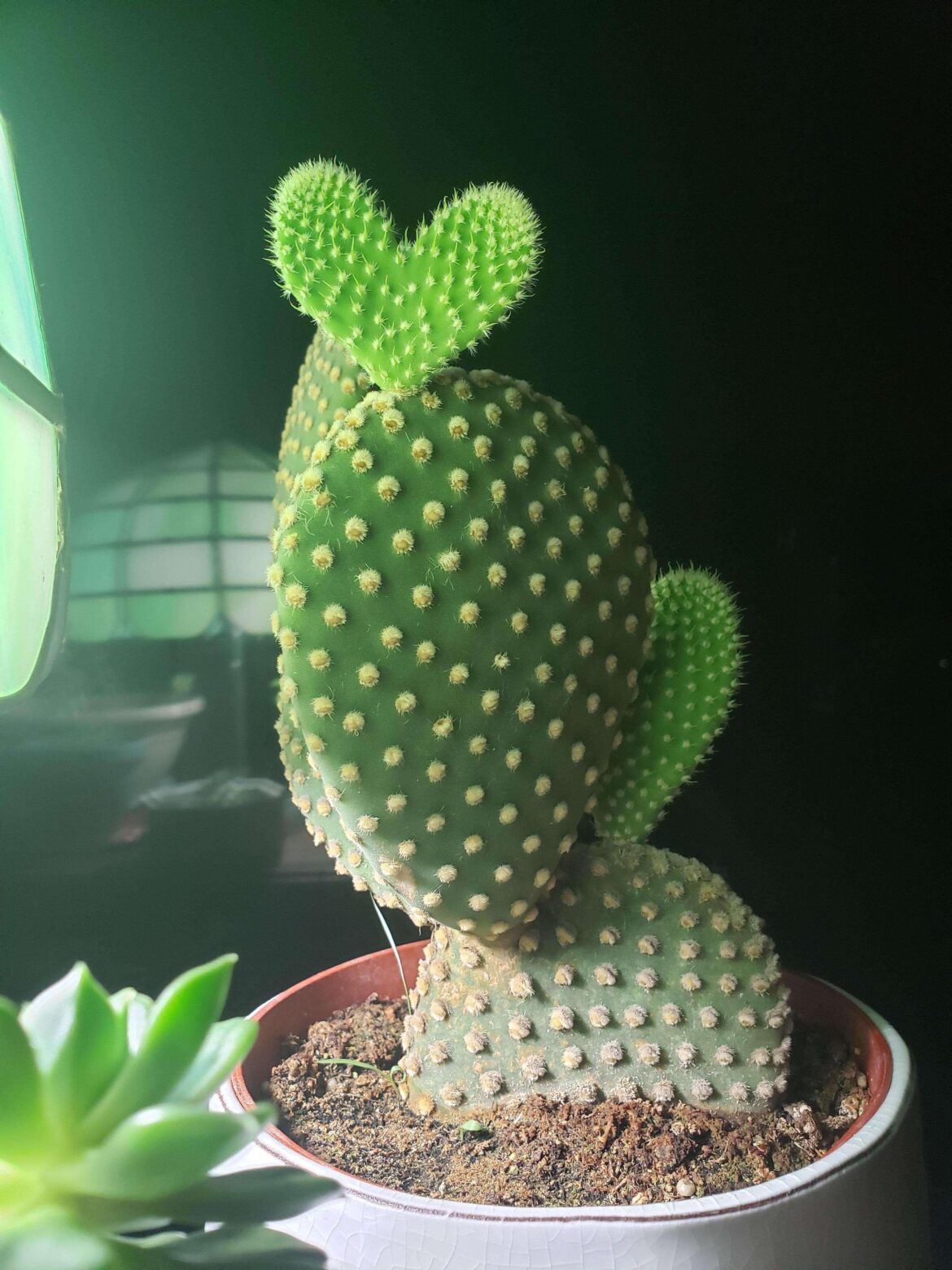 Update on my little heart, this was around a month ago♡