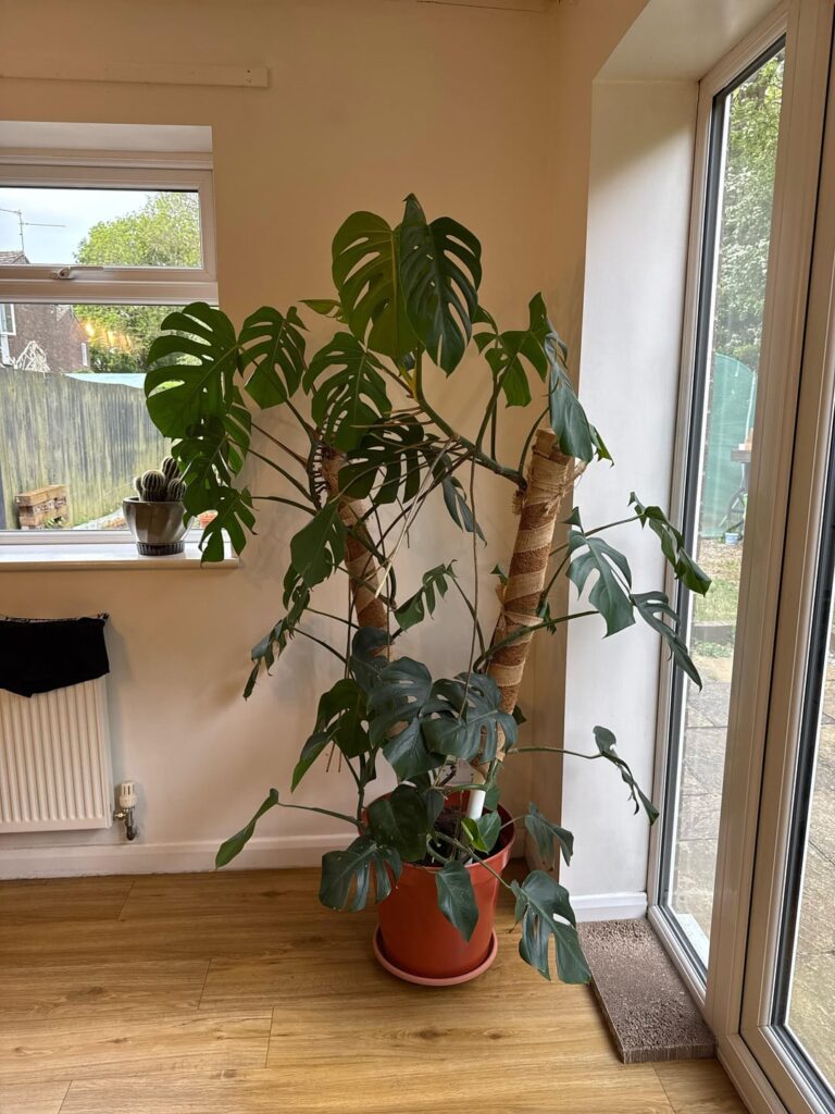 Giant leggy Monstera propagation, pruning, and general advice needed Giant leggy Monstera propagation, pruning, and general advice needed