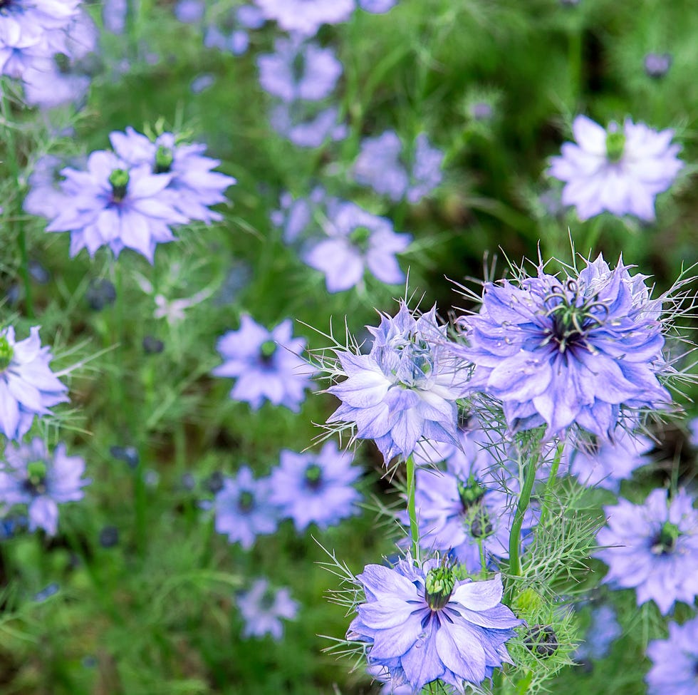 Nigella damascena in bloom beautiful nature scene with blooming nigella damascena flowers. selective focus