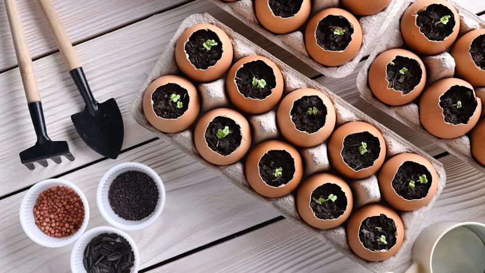Eggshell pots for seedlings.