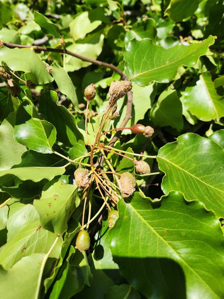 Diseased bradford pear. Diseased bradford pear.