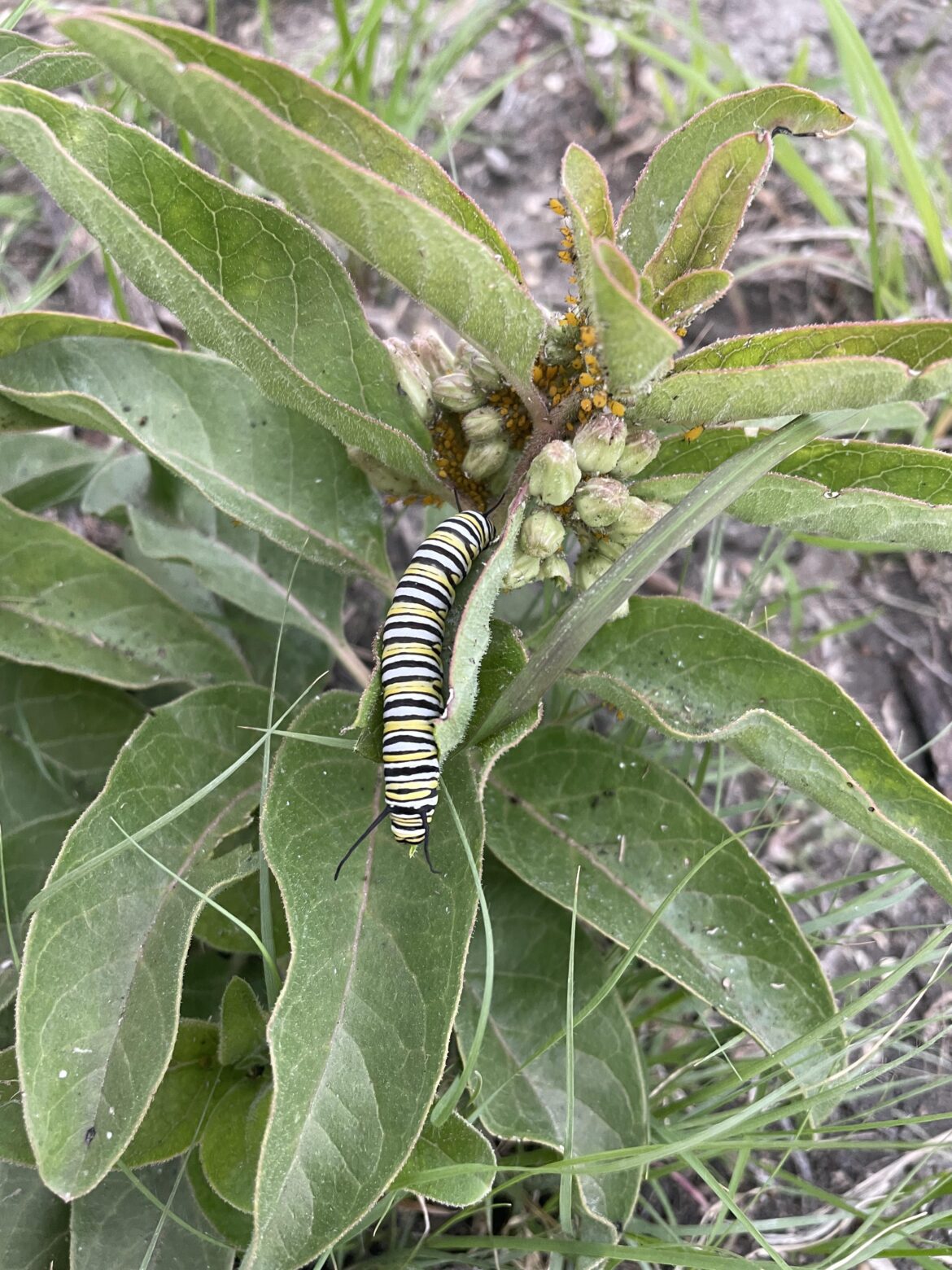 First monarch caterpillar!