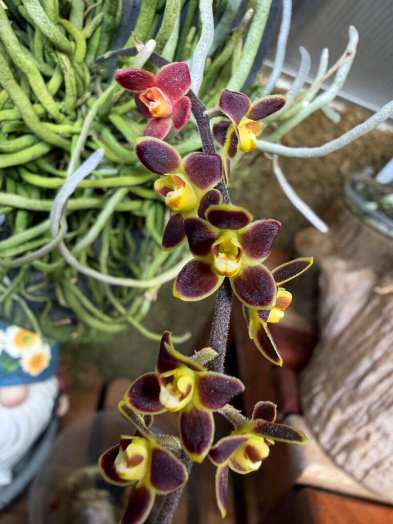 Chiloschista lunifera, a leafless variety