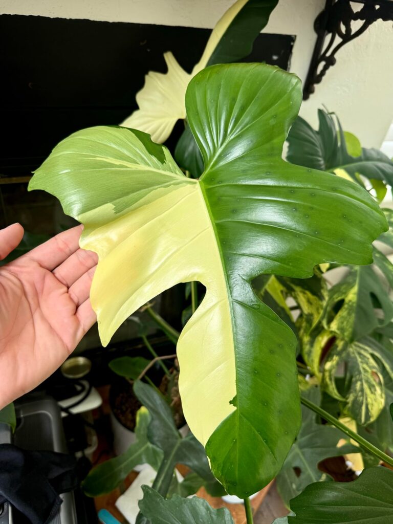 My Golden Dragon has started pushing out monster leaves