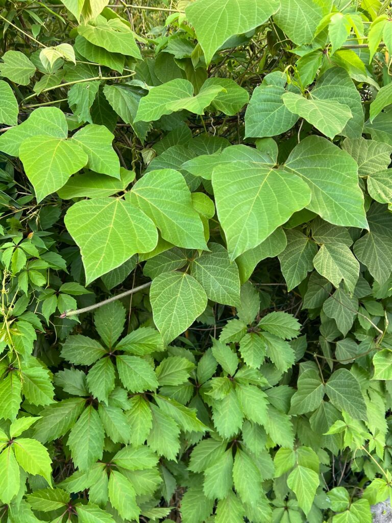 Is this Kudzu?