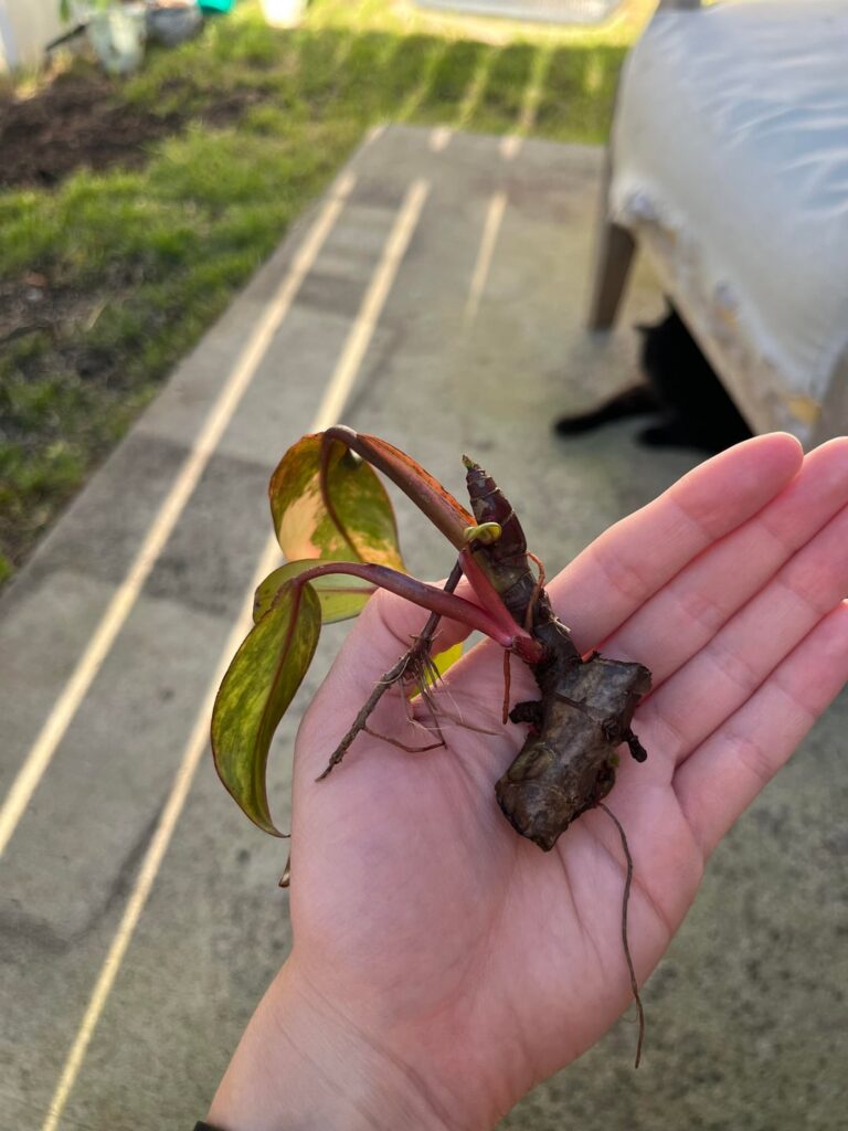 PPP Prop help PPP Prop help