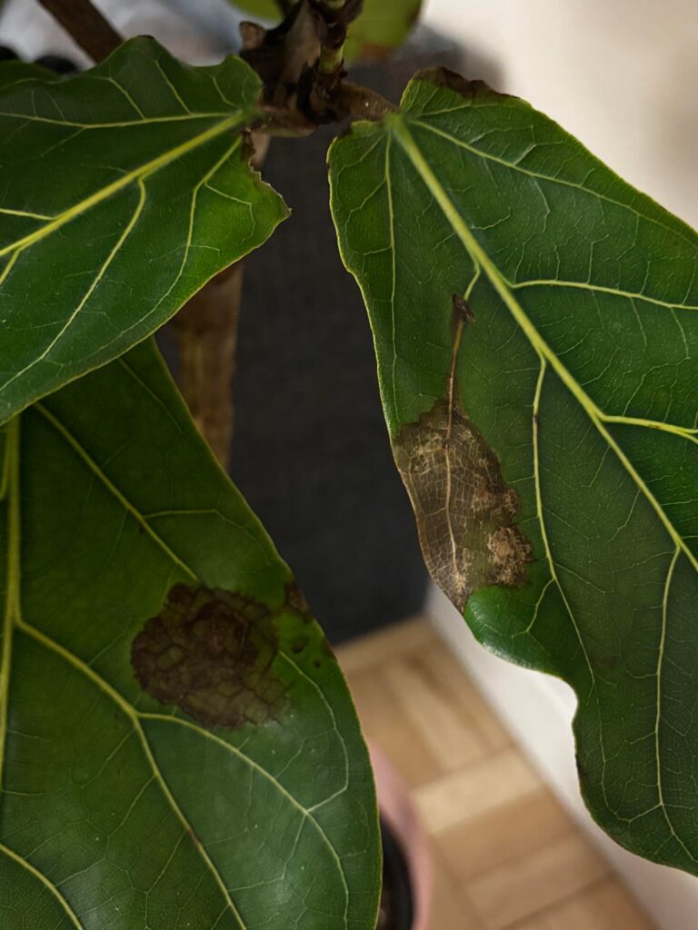 Help! Brown spots on leaves.