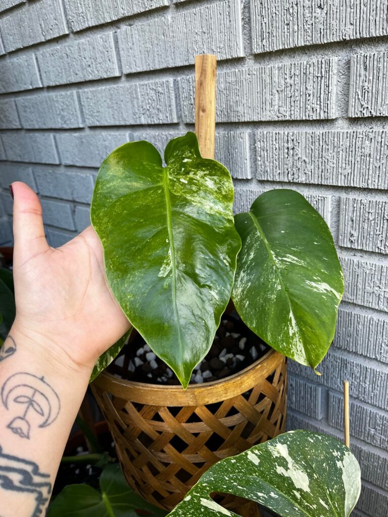 oddly long leaves?