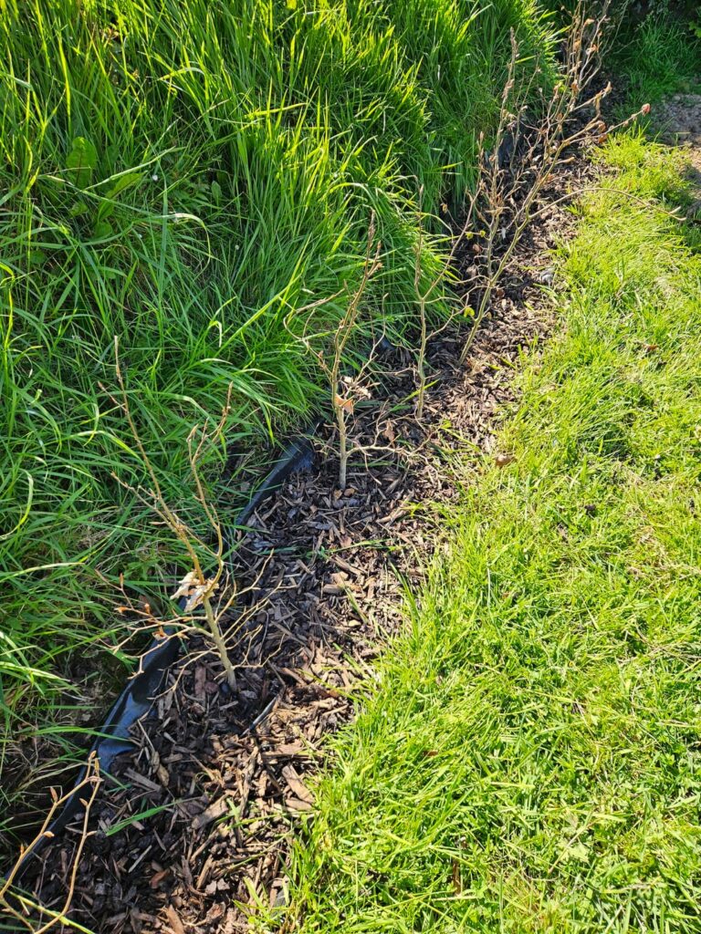How is new beech hedge looking ? How is new beech hedge looking ?