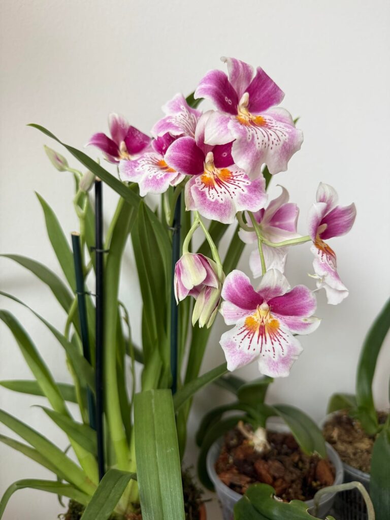 Miltoniopsis Hajime Ono Orchid