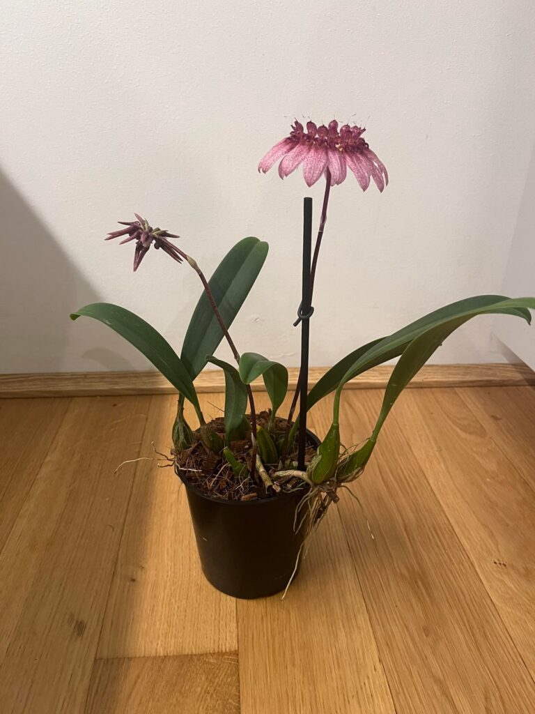 I found this beauty at my local garden center.