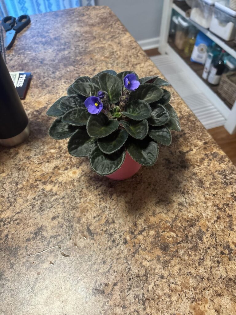 Should I prune? Should I prune?