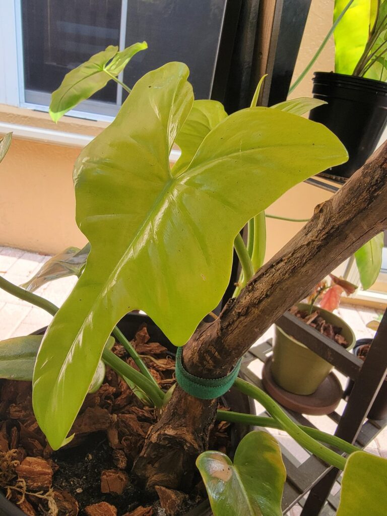 Philodendron cate