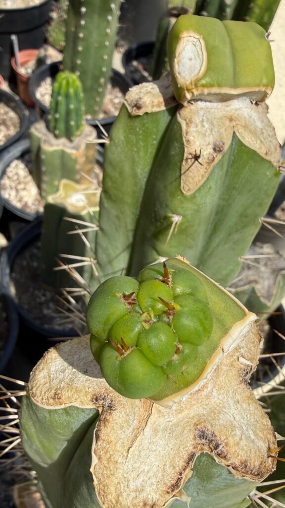 ooo man yall don't know how excited i am for this one! Variegated Yucla project is looking extremely promising 🤩💛