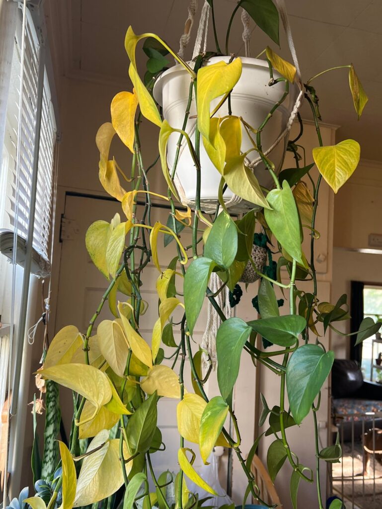 Yellowing leaves Yellowing leaves