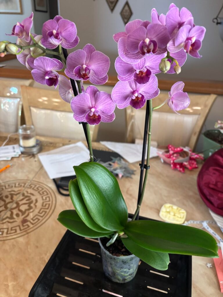 Any advice for a first time orchid (and plant) owner?