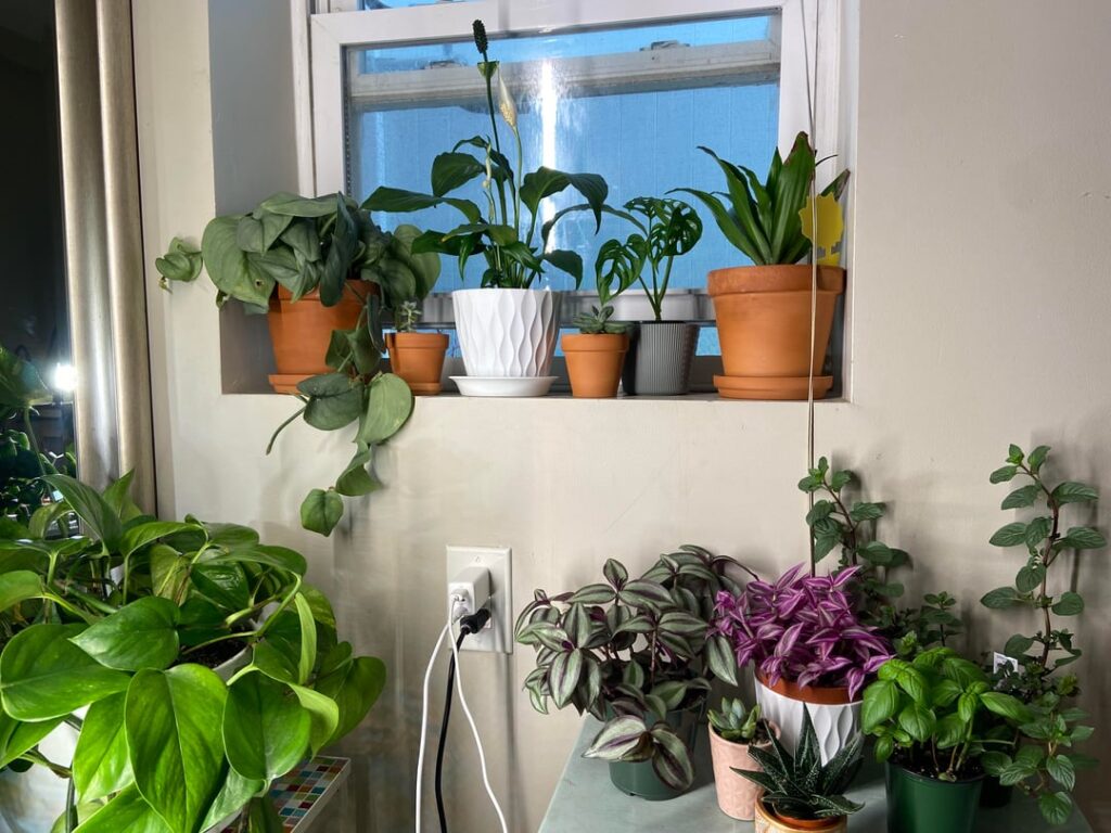 Basement plants