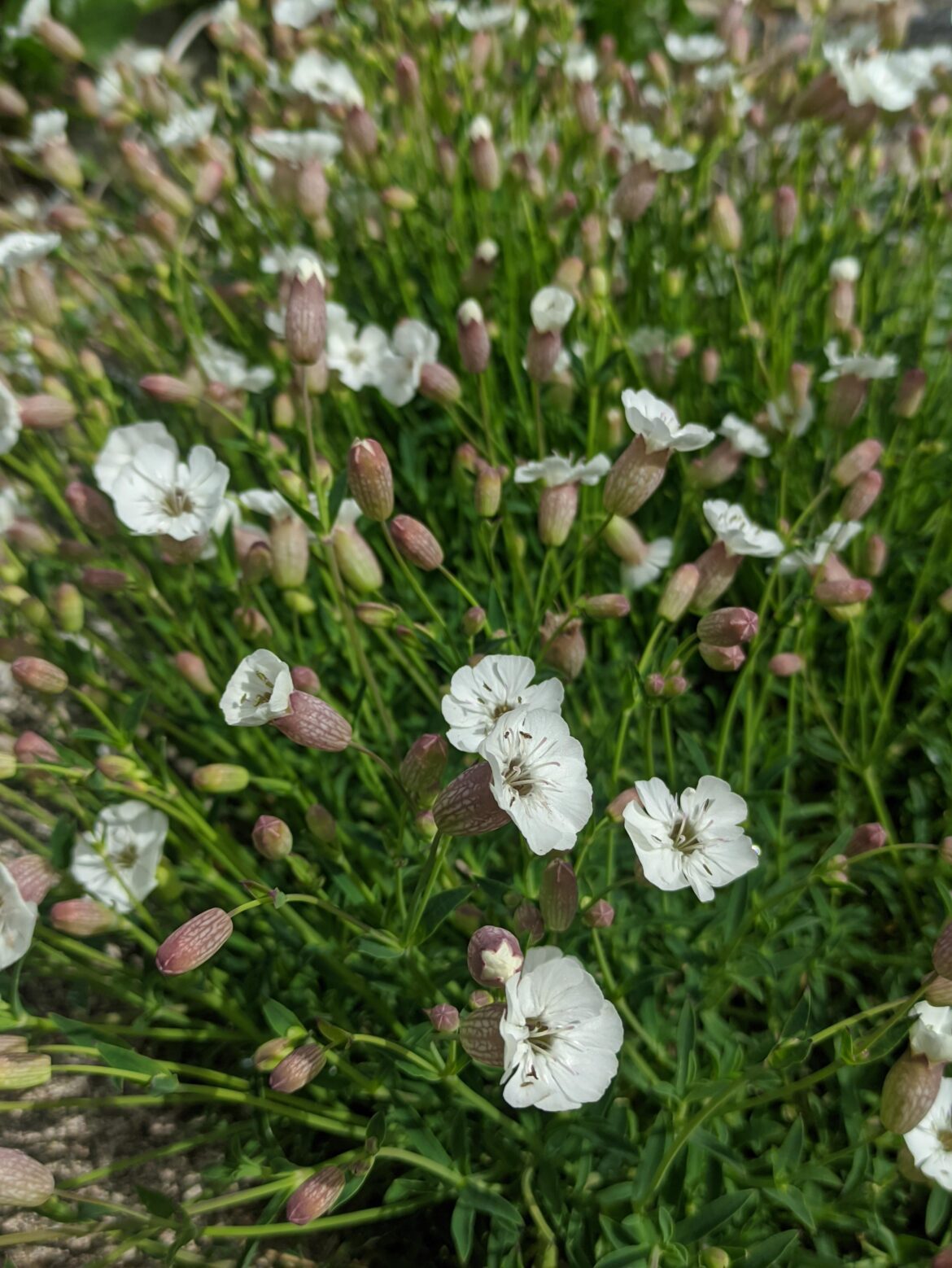 Sea Campion (Silene uniflora)