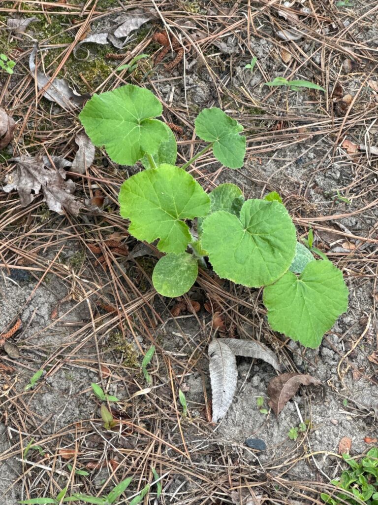 My son and I planted pumpkins seeds all over the yard this past October. Well…..there’s a total of 7 seedlings scattered about. This is pumpkin, yes?