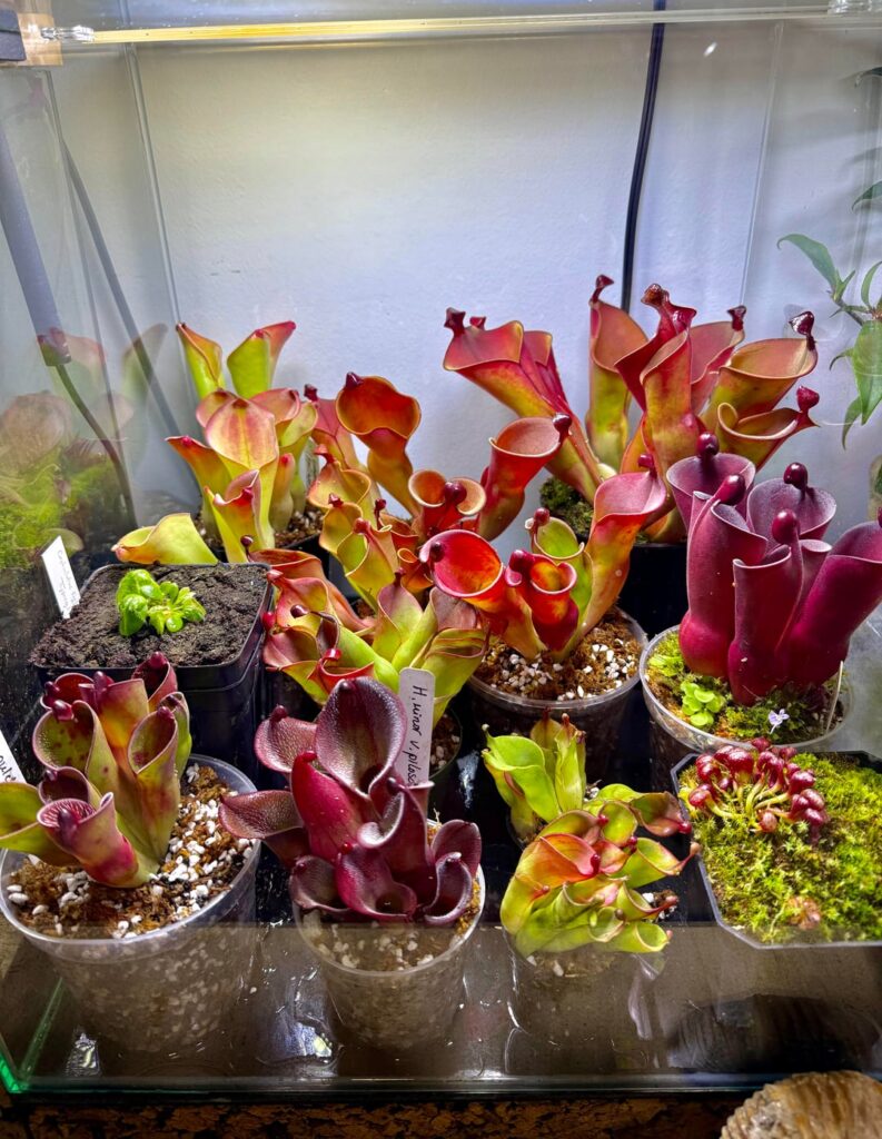 Repotted and divided all of my helis today. Long overdue!