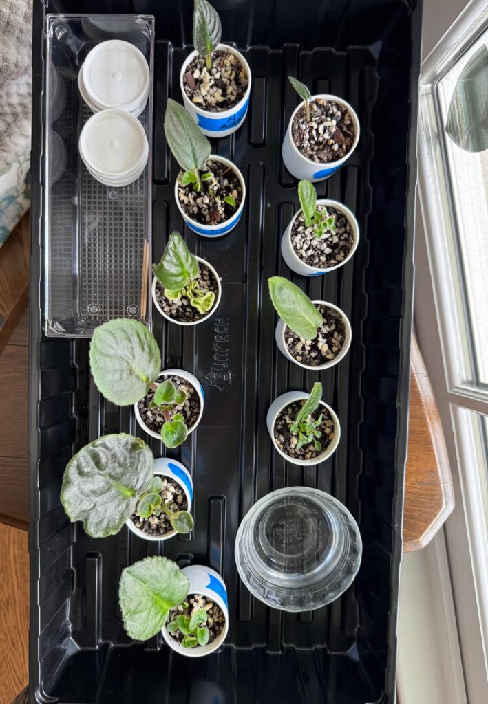 Follow up to my Leaf Prop post one month ago…