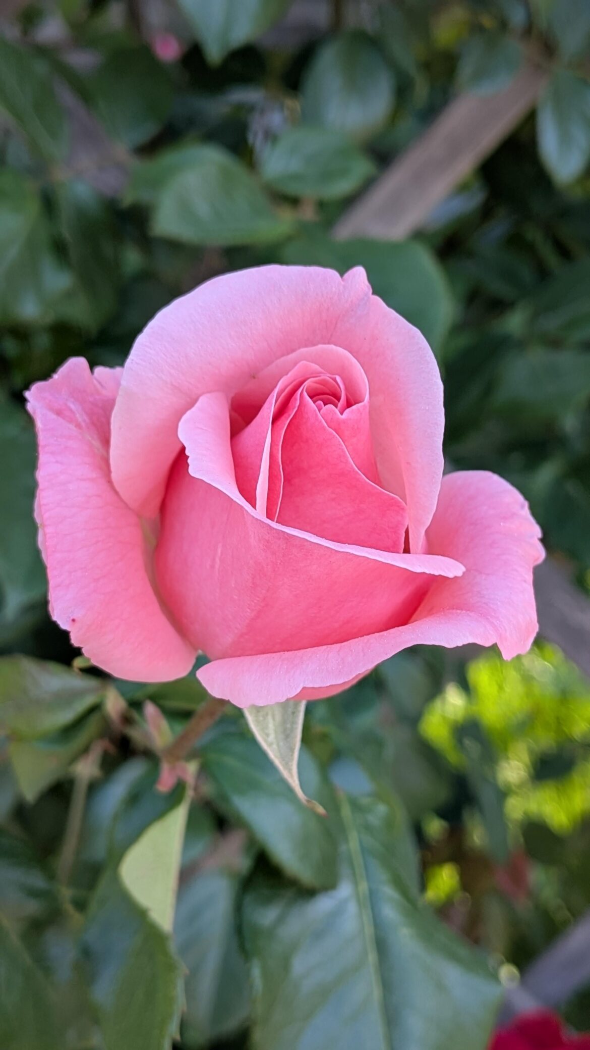 Una rosa Queen Elizabeth