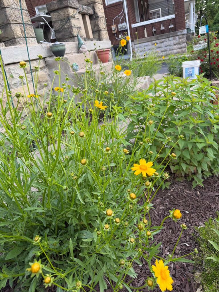 How to manage floppy coreopsis?