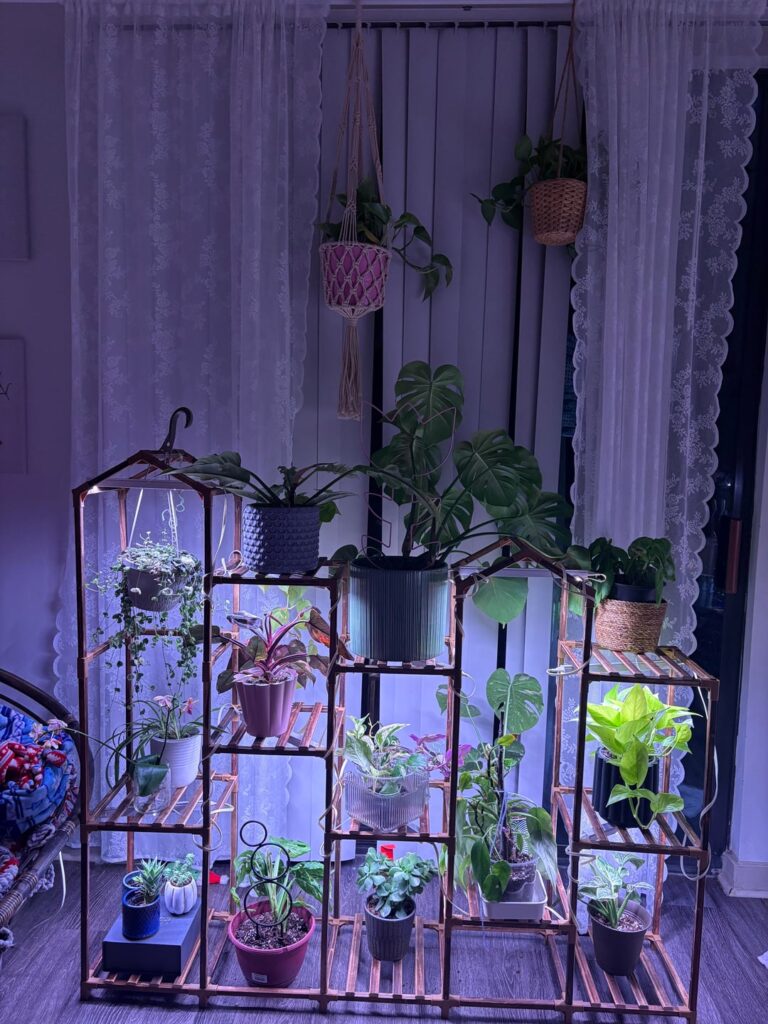 my plants