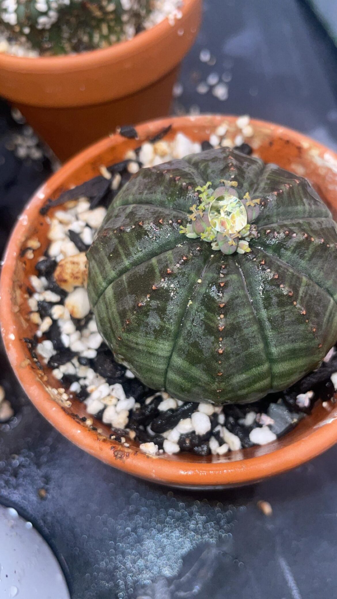 🥰 watering day