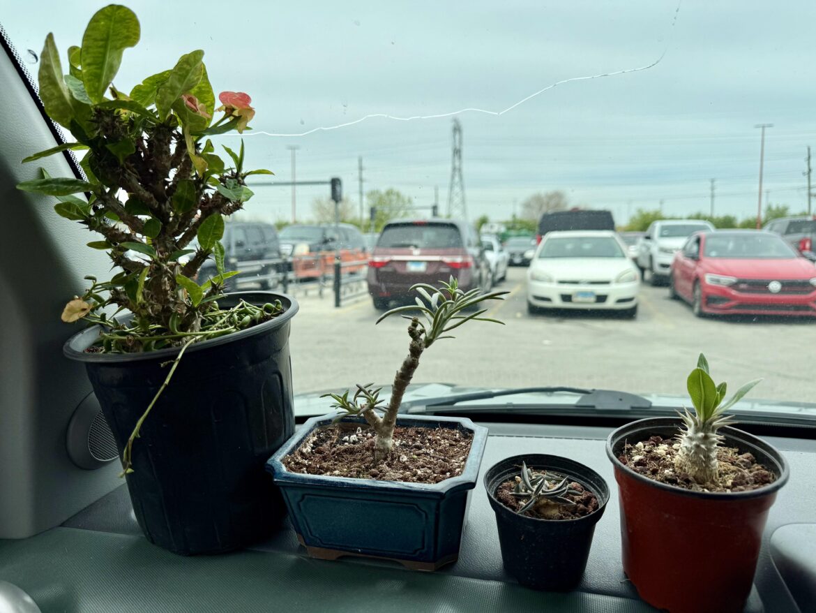 Went to pickup a crown of thorns that I found on marketplace, and ended up leaving with three other cool plants. Can someone identify the plant in the blue pot?