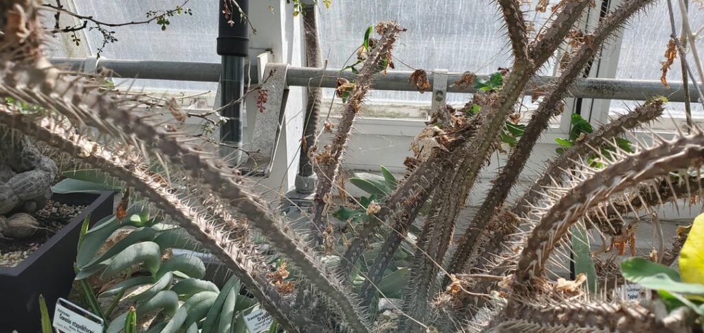 Euphorbia hofstaetteri university specimen