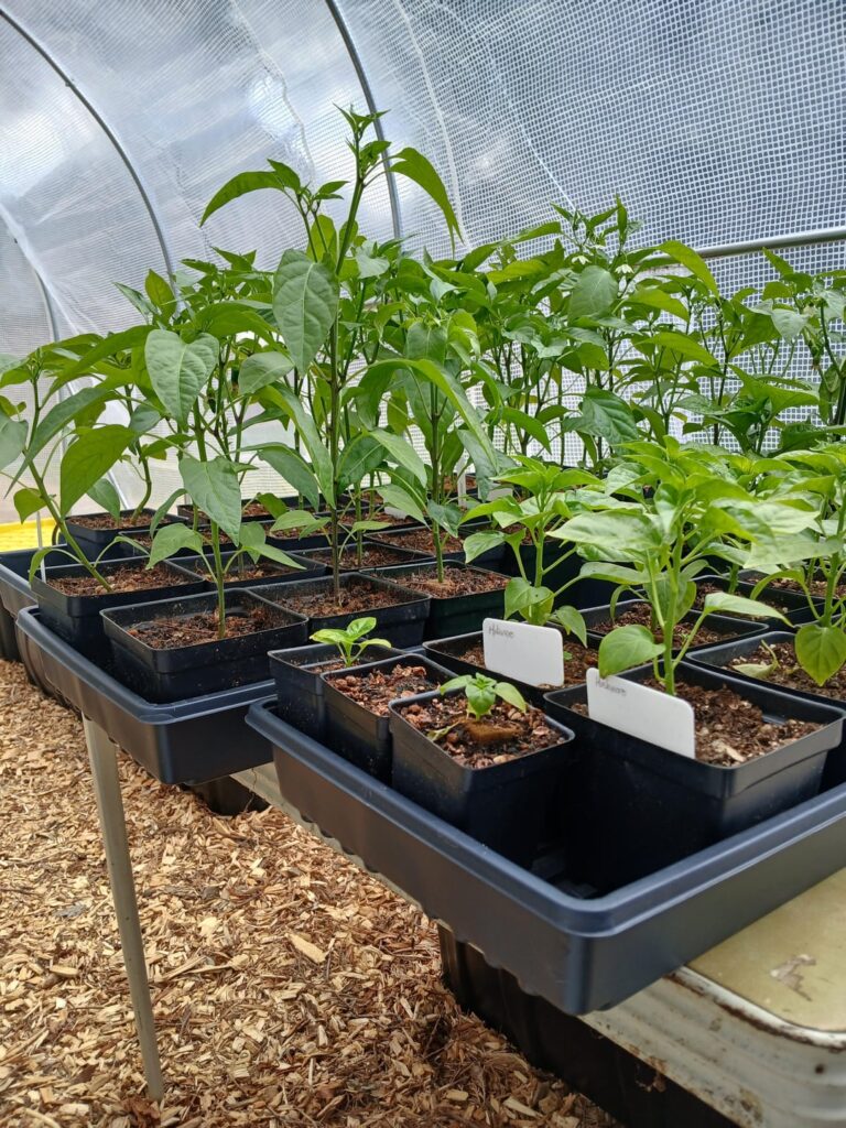 In the greenhouse, waiting for the warmth