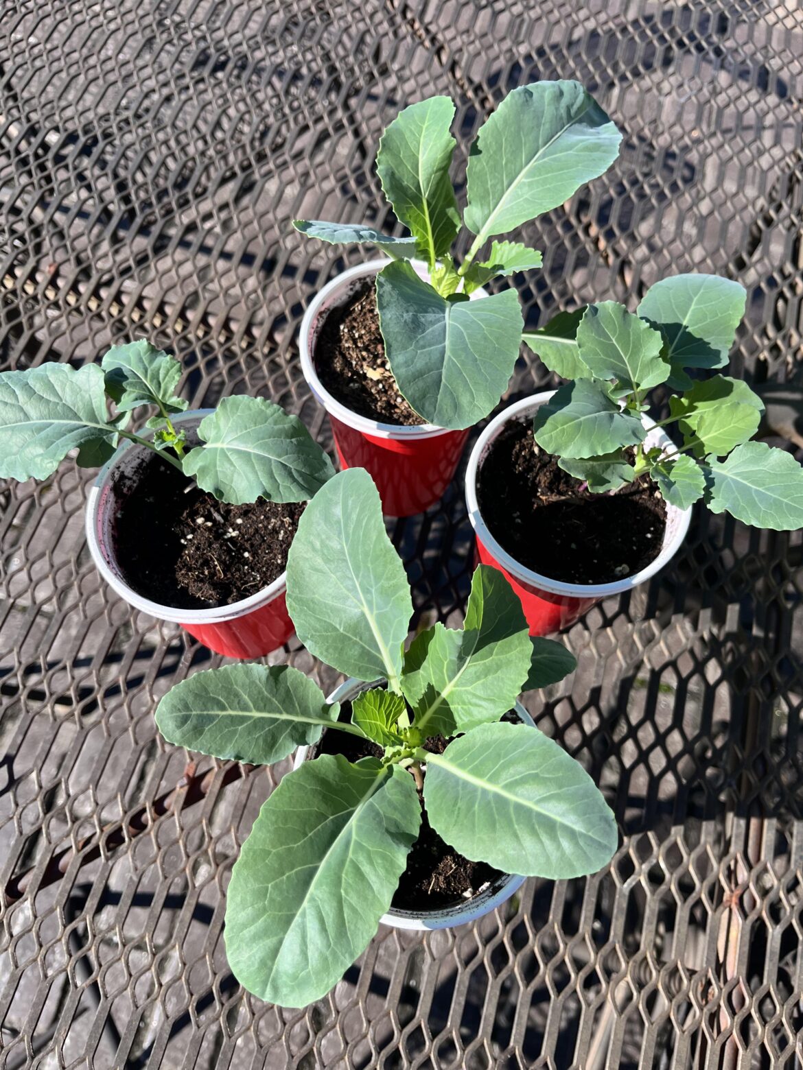Hardening off 🥦