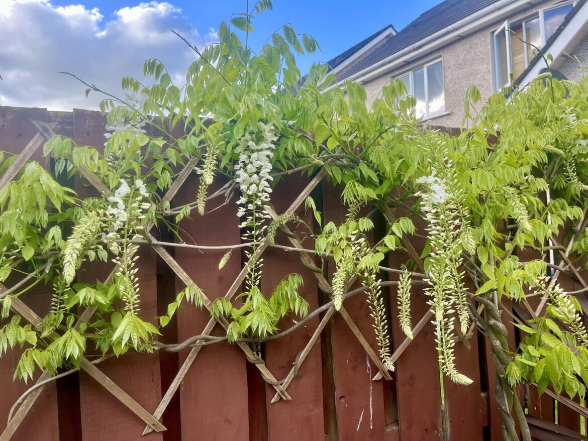 Wisteria fail? Wisteria fail?
