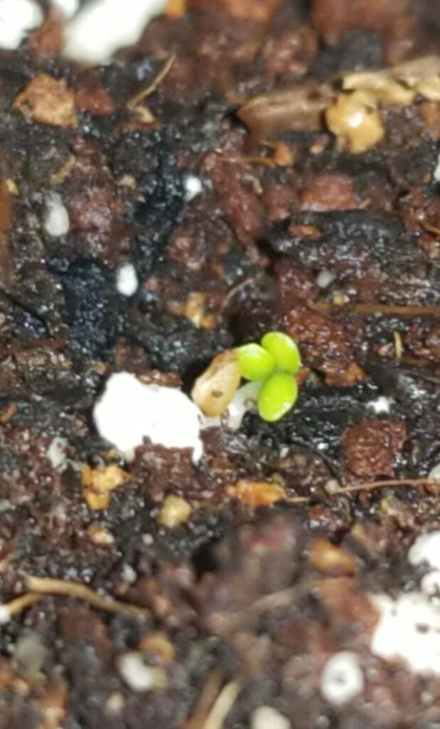 Strawberry seedling with 3 cotyledons!