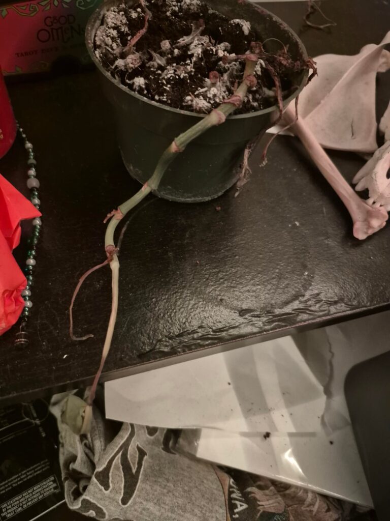 help? is she saveable?