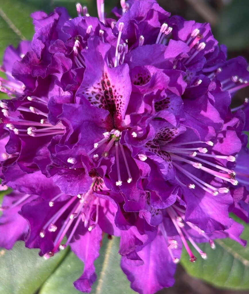 Rhodies in Bellingham, WA