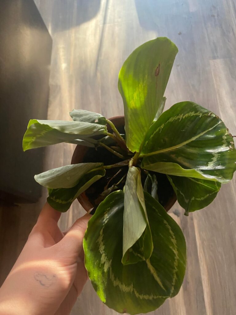 calathea starting to droop and i wanna know what i can do to save her!