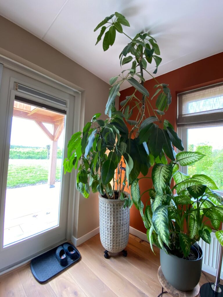 Repotting huge top heavy Schefflera Repotting huge top heavy Schefflera